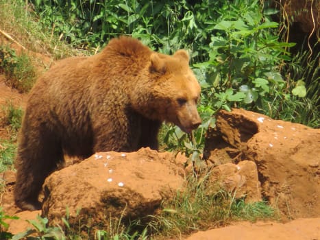 beautiful big wild brown bear dangerous Spanish claws