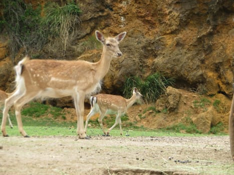 Beautiful animals different natural watchdogs attentive slopes