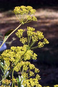 Strauchiges Hasenohr (Bupleurum fruticosum) im Botanischen Garten, Nordrhein-Westfalen, Deutschland, Bonn