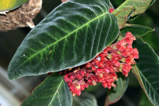 Sinningia piresiana, blühende Pflanze im Botanischen Garten