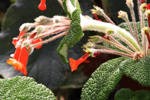Sinningia bullata, blühende Pflanze im botanischen Garten, Nordrhein-Westfalen, Deutschland, Bonn