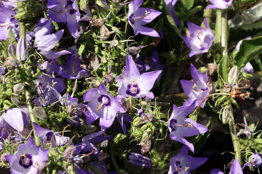 Verschiedenfarbige Glockenblume (Campanula versicolor) im Botanischen Garten, Nordrhein-Westfalen, Deutschland, Bonn