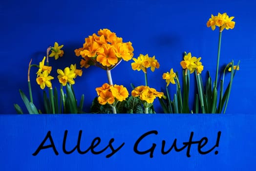 German Text Alles Gute Means Best Wishes. Yellow Beautiful Spring Flowers Like Narcissus. Blue Wooden Background