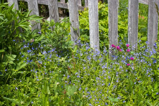 Forget me not in the meadow by a fence