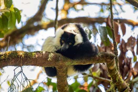 Endemic Black-and-white ruffed lemur (Varecia variegata subcincta), endangered species of ruffed lemur hanged on treetop in natural habitat. Ranomafana National Park. Madagascar wildlife animal.