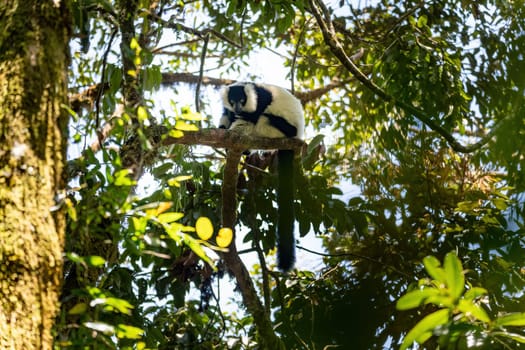 Endemic Black-and-white ruffed lemur (Varecia variegata subcincta), endangered species of ruffed lemur hanged on treetop in natural habitat. Ranomafana National Park. Madagascar wildlife animal.