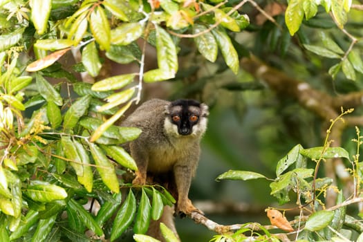 Cute Common brown lemur (Eulemur fulvus) with orange eyes. Endangered endemic animal on tree trunk in natural habitat, Andasibe-Mantadia National Park - Analamazaotra, Madagascar wildlife animal.