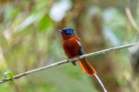 Beautiful bird Malagasy paradise flycatcher (Terpsiphone mutata), Male in rain forest, endemic species of bird in the family Monarchidae. Andasibe-Mantadia National Park, Madagascar wildlife animal.
