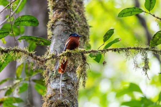 Beautiful bird Malagasy paradise flycatcher (Terpsiphone mutata), Male in rain forest, endemic species of bird in the family Monarchidae. Andasibe-Mantadia National Park, Madagascar wildlife animal.