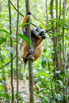 Colorful Diademed Sifaka lemur, (Propithecus diadema) Endangered endemic animal on ground and feeding in rain forest, Andasibe-Mantadia National Park- Analamazaotra, Madagascar wildlife animal.