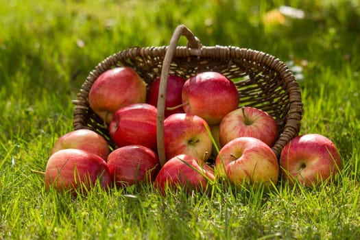 fresh apples in a basket in the garden