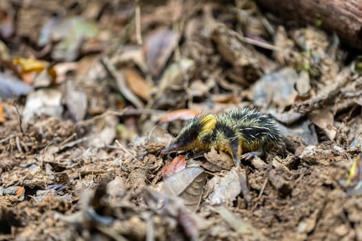 Lowland Streaked Tenrec (Hemicentetes Semispinosus), wild endemic animal in natural habitats tropical lowland rain forests. Andasibe-Mantadia National Park- Analamazaotra, Madagascar wildlife