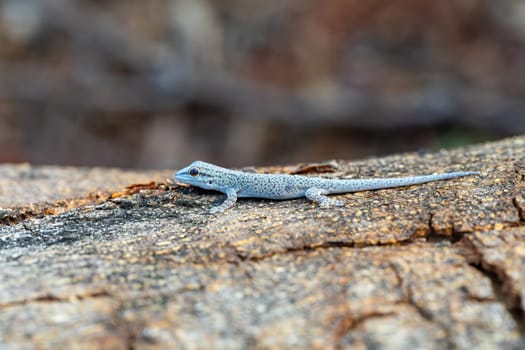 Phelsuma mutabilis is a diurnal species of gecko that is native to south-west Madagascar and typically dwells on trees and bushes, Female on three trunk, Miandrivazo, Madagascar wildlife animal