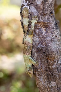 Uroplatus sikorae, mossy leaf-tailed gecko or the southern flat-tail gecko, is species of Cites protected endemic lizard in the family Gekkonidae. Ranomafana National Park, Madagascar wildlife animal.