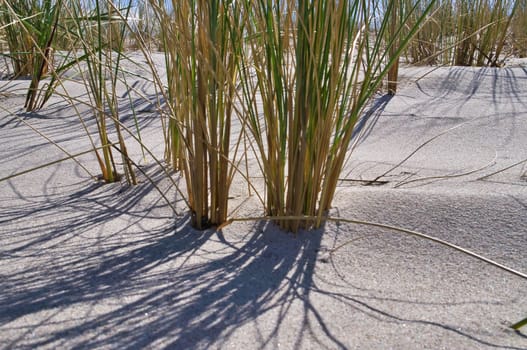 Dune on the beach of the Baltic Sea with dune grass. White sandy beach on the coast. Blue sky. Landscape shot from nature