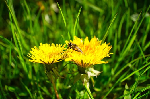 Dandelion or dandelion, also known as dandelion, with a bee on the flower. Yellow petals on your green meadow. Nature photo