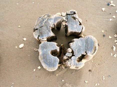 single groyne on the beach. The wood is stuck in the sand on the beach of the coast of the Baltic Sea. Shelter made of wood, they help to protect the coastline