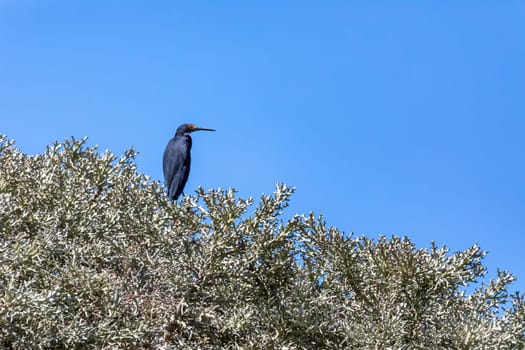 Little egret (Egretta garzetta) - Dark morph, bird species of small heron in the family Ardeidae on top of tree, Nosy Ve, Madagascar wildlife animal
