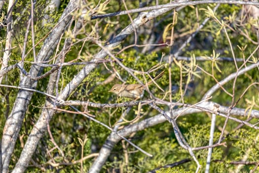 Malagasy brush warbler (Nesillas typica), also known as the Madagascar brush-warbler, is a endemic bird species of Old World warbler in the family Acrocephalidae, Anakao, Madagascar wildlife animal