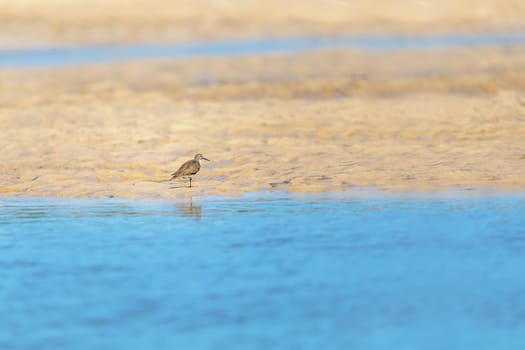Common sandpiper (Actitis hypoleucos), small Palearctic wader. Bird in on river bank. Kivalo, Madagascar wildlife animal