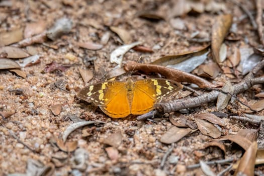 Endemic butterfly in the family Nymphalidae. Zombitse-Vohibasia National Park, Madagascar wildlife