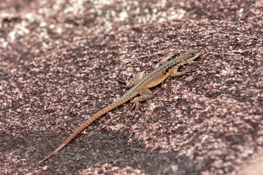 Grandidier's Madagascar swift (Oplurus grandidieri), endemic species of saxicolous (rock dwelling) lizard in the family Opluridae, Andringitra National Park, Madagascar animal wildlife