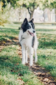 Dog playing in the park. beautiful black and white pet dog walking with his owner.