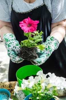 Senior woman holding petunia seedling for transplanting in flowers pot in her garden. Springtime gardening hobby activity.