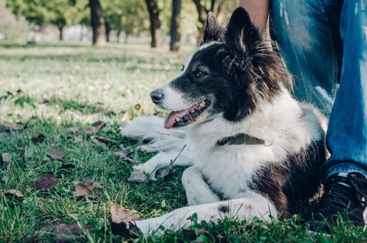 Dog playing in the park. beautiful black and white pet dog walking with his owner.