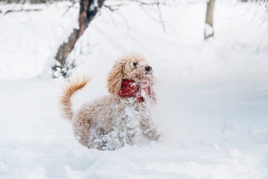 Cute and funny little dog with red scarf playing and jumping in the snow. Happy puddle having fun with snowflakes. Outdoor winter happiness.