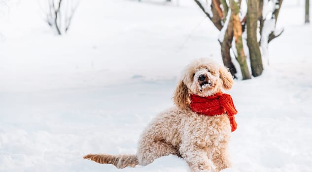 Cute and funny little dog with red scarf playing and jumping in the snow. Happy puddle having fun with snowflakes. Outdoor winter happiness.