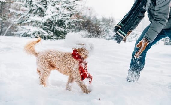 Snowball fight fun with pet and his owner in the snow. Winter holiday emotion. Cute puddle dog and man playing and running in the forest. Film filter image.
