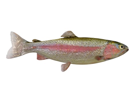 The Rainbow Trout is a popular freshwater game fish for anglers and is found in rivers, streams and lakes.