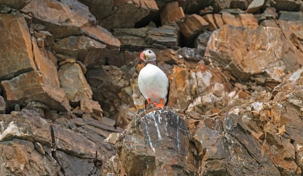 Atlantic Puffin on a Seaside Cliff in the Svalbard Islands in Norway