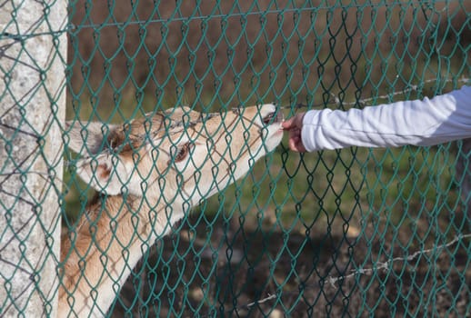 Toddler girl feeding deers through the fence. Potential risk of being bitten