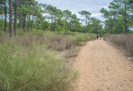 Elder couple walk at forest trail. Healthy active ageing concept