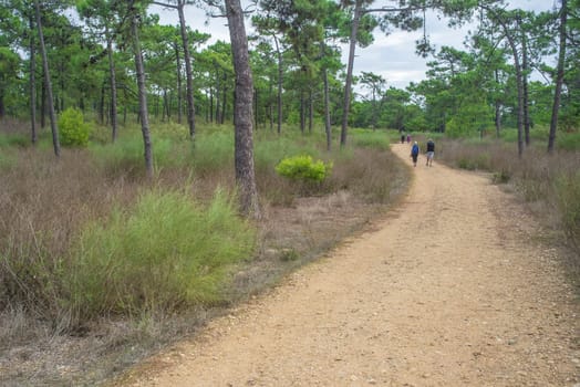 Two elder couples walk at forest trail. Healthy active ageing concept