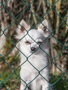 Small white dog looks angrily behind a wire fence. Bad temper little dogs