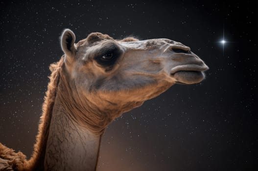 Camel in the desert at night. Generative AI