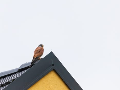 Falcon perched on a roof