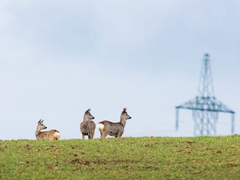 Three curious roe deer