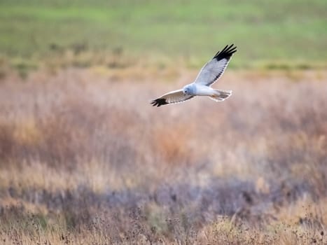 Beautiful male northern harrier - Circus hudsonius - marsh hawk, grey or gray ghost. Hunting over meadow