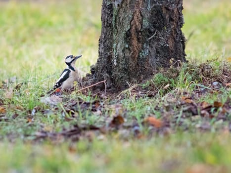 variegated curious woodpecker on a tree in the forest in vivo