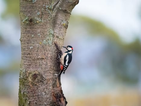 Close-Up Of Woodpecker Perching On Tree Trunk