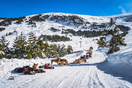 Groups of Huskey in many dog sleds, waiting for a ride, ski lifts, snow capped mountains and forest in background. Winter holidays, Andorra Pyrenees