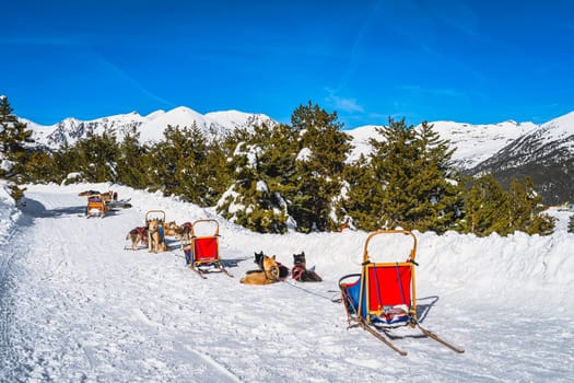 Group of Huskey in many dog sleds, waiting for a ride, snow capped mountains and forest in background. Ski winter holidays, Andorra, Pyrenees