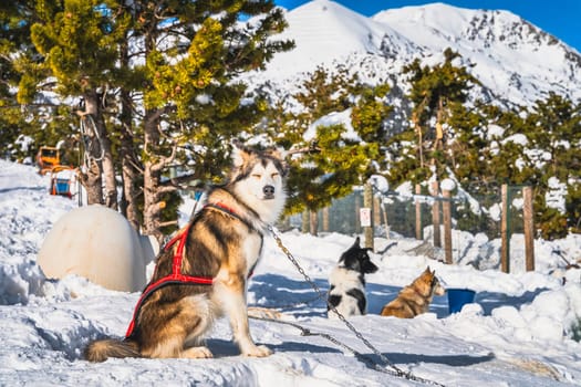 Happy Huskey dogs sitting on the snow, waiting to pull sleigh, snow capped mountains and forest in background. Ski winter holidays, Andorra, Pyrenees