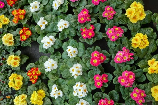 verschiedenfarbige Primeln (Primula spec.) im Baumarkt