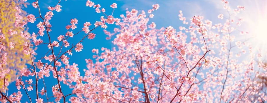 Cherry tree blossoming in spring in natural park. Panoramic view.