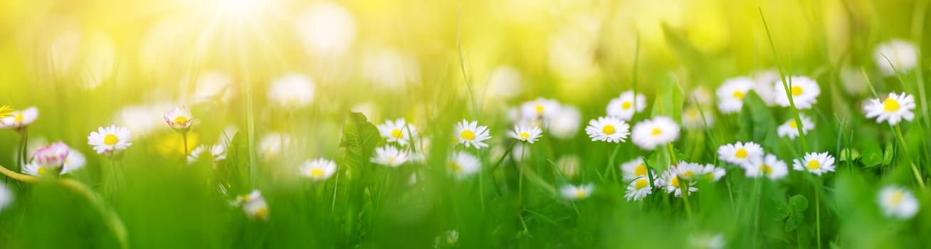 Macro photography of the flowering field of daisies in spring. Panoramic bluured view.